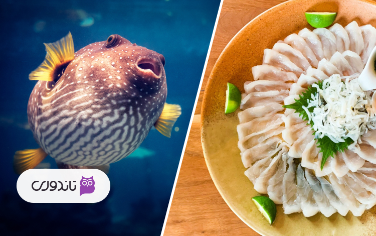 از گران ترین غذاهای دریایی: ماهی بادکنکی